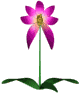 மலர்கள் அனிமேஷன்-படங்கள்-gif